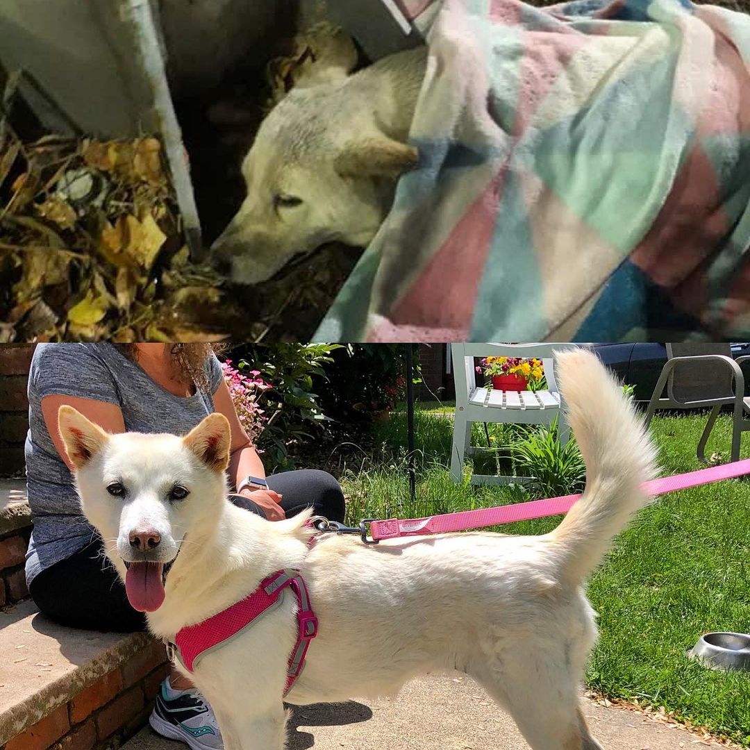 A dog Before And After Rescue